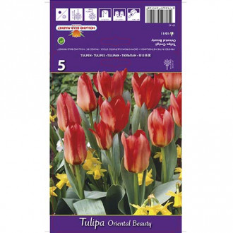 Tulpė Greigas Oriental Beauty interface.image 1