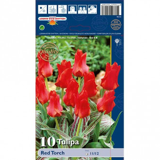 Tulpė Greigo Red Torch interface.image 1