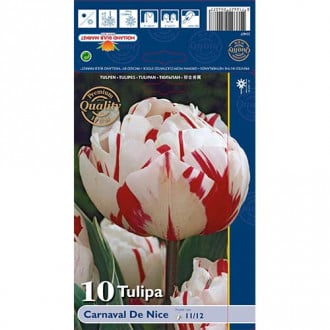 Tulpė pilnavidurė Carnaval de Nice interface.image 5