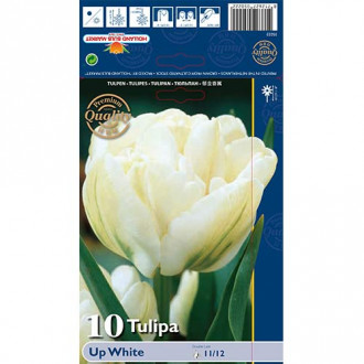 Tulpė pilnavidurė Up White interface.image 6