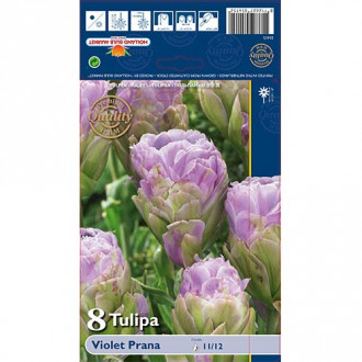 Tulpė pilnavidurė Violet Prana interface.image 3