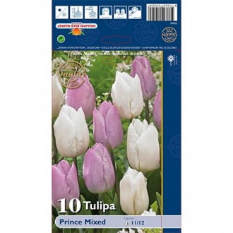 Tulpės Prince, spalvų mišinys interface.image 2