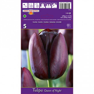 Tulpė Queen of Night interface.image 4