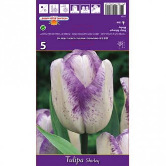 Tulpė Triumph Shirley interface.image 4