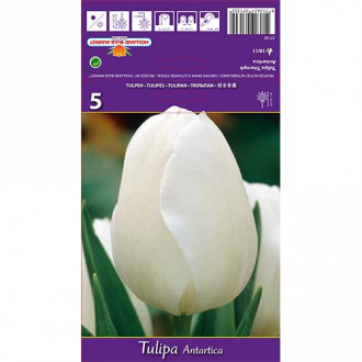 Tulpė Triumph Antarctica interface.image 5