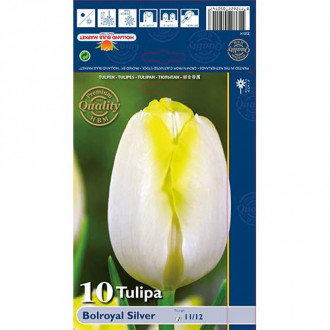 Tulpė Triumph Bolroyal Silver interface.image 1
