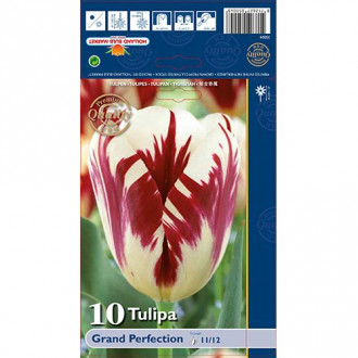 Tulpė Triumph Grand Perfection interface.image 2