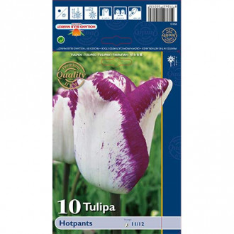 Tulpė Triumfas Hotpants interface.image 2