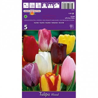 Tulpė Triumph, spalvų mišinys interface.image 3