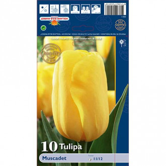 Tulpė Triumfas Muscadet interface.image 1
