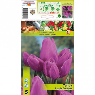 Tulpė daugiažiedė Triumph Purple Bouquet interface.image 2