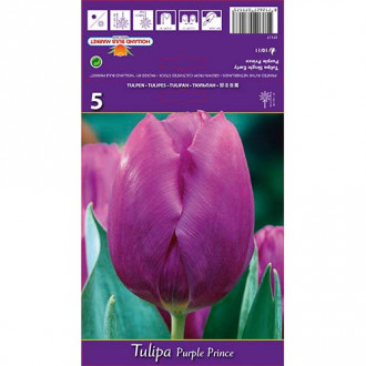 Tulpė Triumph Purple Prince interface.image 2