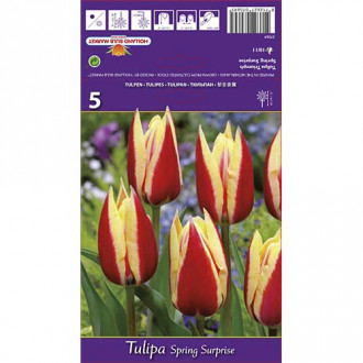 Tulpė Triumph Spring Surprise interface.image 3