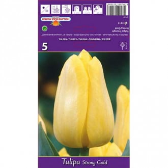 Tulpė Triumph Strong Gold interface.image 3