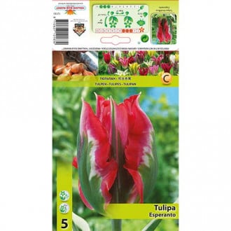 Tulpė žaliažiedė (Viridiflora) Esperanto interface.image 2
