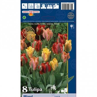 Tulpės žaliažiedės, spalvų mišinys interface.image 3