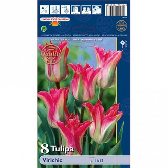 Tulpė žaliažiedė (Viridiflora) Virichic interface.image 4