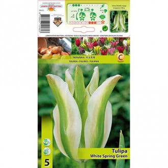 Tulpė žaliažiedė (Viridiflora) White Spring Green interface.image 1