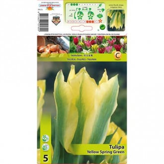 Tulpė Viridiflora Yellow Spring Green interface.image 6