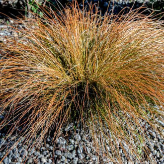 Viksva Carex testacea Prairie Fire interface.image 1