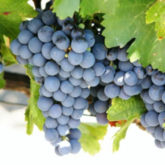 Vynuogės Cabernet de Sauvignon interface.image 6
