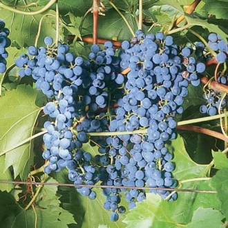 Vynuogės Frontenac interface.image 15