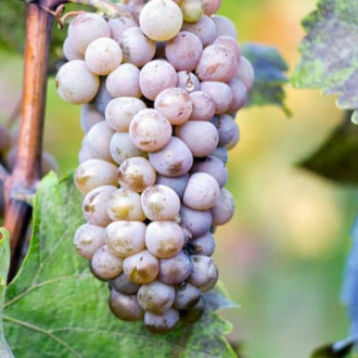 Vynuogės Hibernal interface.image 16