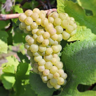 Vynuogės Pinot Blanc interface.image 4