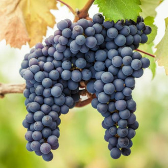 Vynuogės Pinot Noir interface.image 5