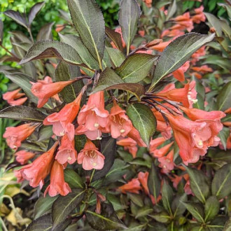 Weigela All Summer Peach, С2 interface.image 1