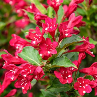 Weigela All Summer Red, С2 interface.image 2