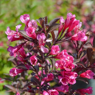 Weigela florida Wine and Roses Alexandra, С2 interface.image 3