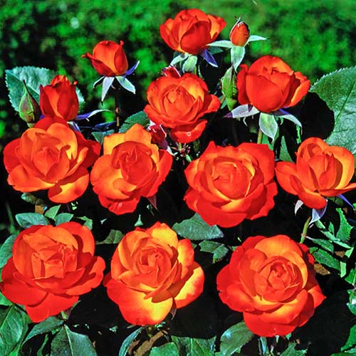 Vijoklinė rožė Tempi Moderni®, C5 interface.image 1 interface.art 5492