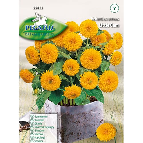 Saulėgrąžų dekoratyviniai Little Gem Kiepenkerl interface.image 1 interface.art 96578