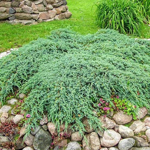 Kadagys Blue Carpet, Р9 interface.image 1 interface.art 9407