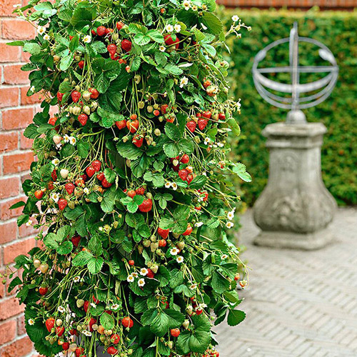 Braškės vijoklinės interface.image 1 interface.art 5413