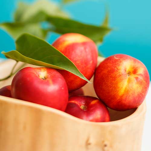 Nektarinas Star Coral interface.image 1 interface.art 7979