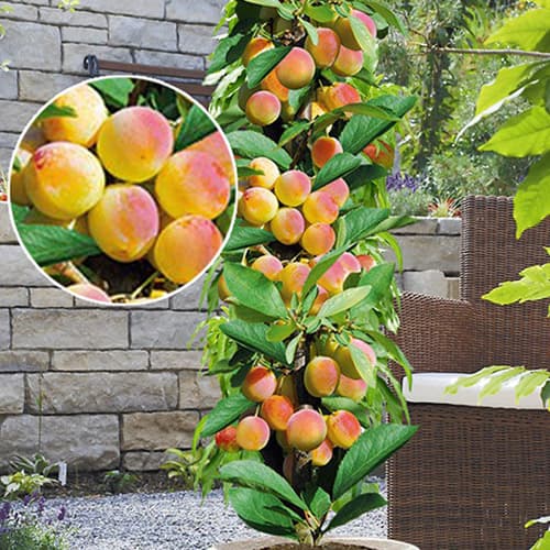 Abrikosas koloniniai Prince Mart, С2 interface.image 1 interface.art 1901