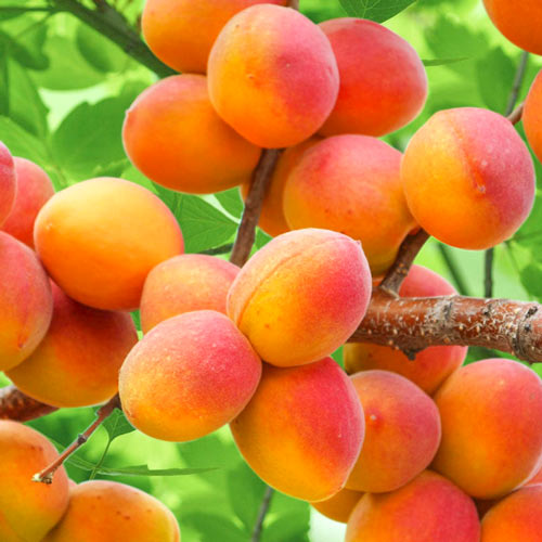 Abrikosas Perla, С2 interface.image 1 interface.art 7953