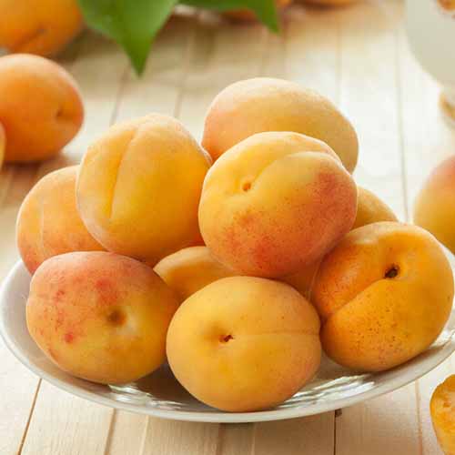 Abrikosas Roy interface.image 1 interface.art 4857