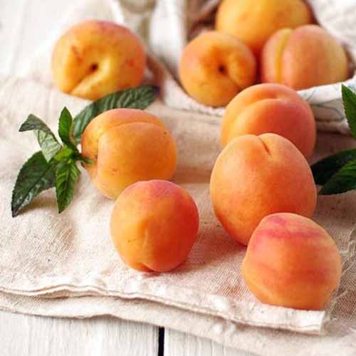 Abrikosas Tahiti interface.art nuotrauka 1 Abrikosas Tahiti interface.image 1 interface.art 4858