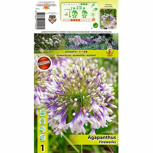 Afrikos lelija (Agapanthus) Fireworks interface.art nuotrauka 1 Afrikos lelija (Agapanthus) Fireworks interface.image 1 interface.art 70322