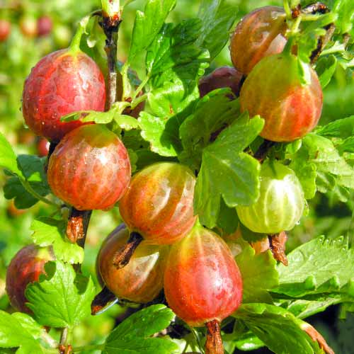 Agrastas Achilles interface.image 1 interface.art 5830