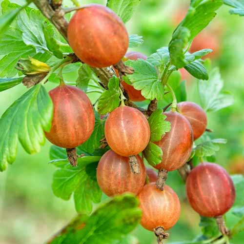 Agrastas be dyglių Captivator interface.image 1 interface.art 7593