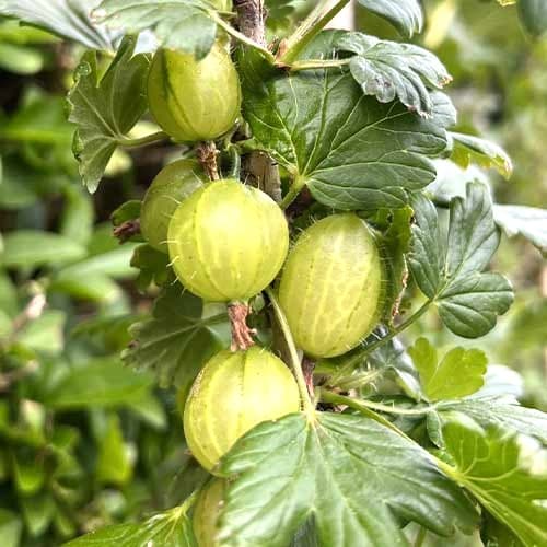 Agrastas Invicta interface.image 1 interface.art 7647