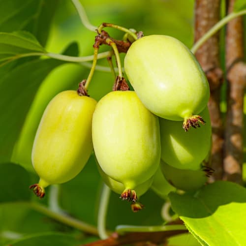 Aktinidija Chang Bai Giant, С2 interface.image 1 interface.art 5456