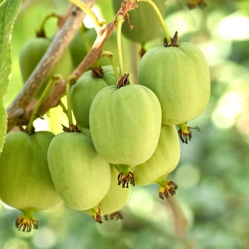 Aktinidija Hokey Pokey®, С2 interface.image 1 interface.art 5449