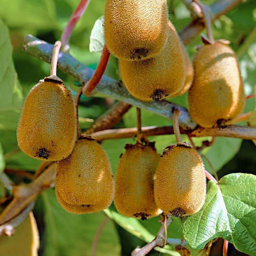 Aktinidijos Dr Szymanowski interface.image 1 interface.art 9314