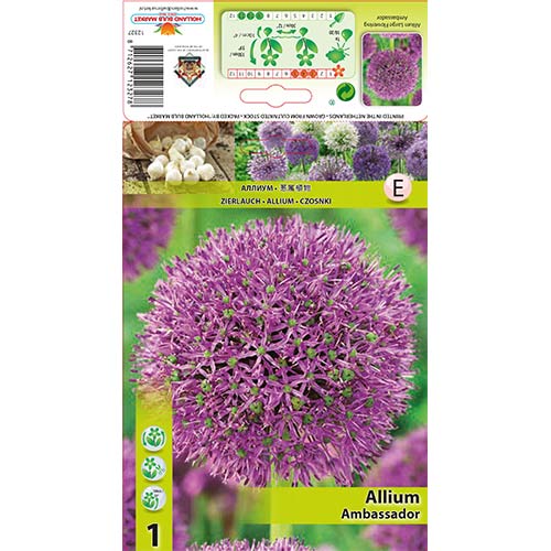Allium (česnakas) Ambassador interface.image 1 interface.art 68912