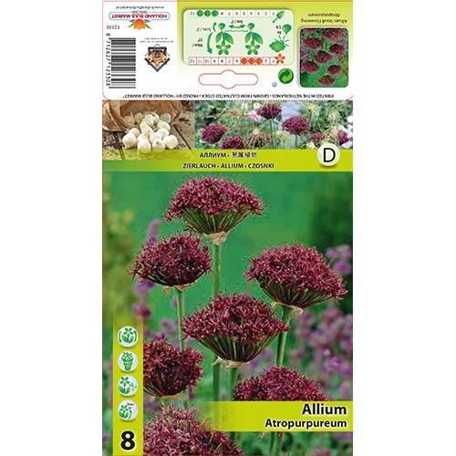 Dekoratyvinis česnakas (Allium) Atropurpureum interface.image 1 interface.art 68053